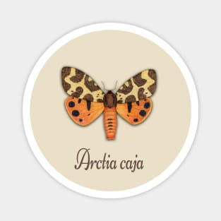 Garden tiger moth illustration Magnet